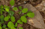 Southern meadow-rue